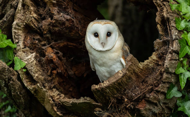 가면올빼미 - barn owl 뉴스 사진 이미지