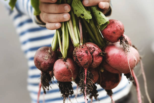 istock Fresh vegetables from my garden 991165170