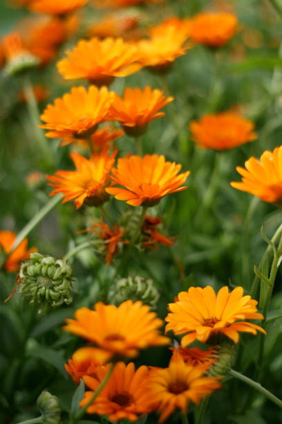 istock Calendula officinalis, pot marigold, ruddles, common marigold or Scotch marigold, Ringelblume 991165176