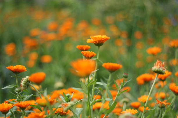 istock Calendula officinalis, pot marigold, ruddles, common marigold or Scotch marigold, Ringelblume 991165192