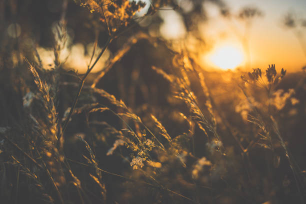 istock Wild grasses against bright sunlight in summer 991181188