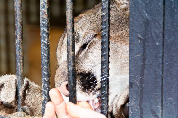 Wild cat in the zoo biting human finger