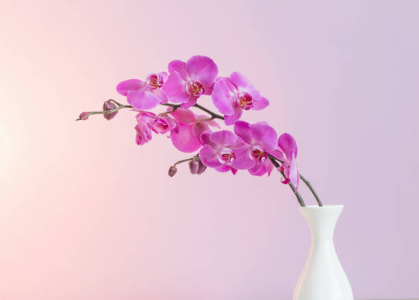 istock orchids in vase on pink background 991204120