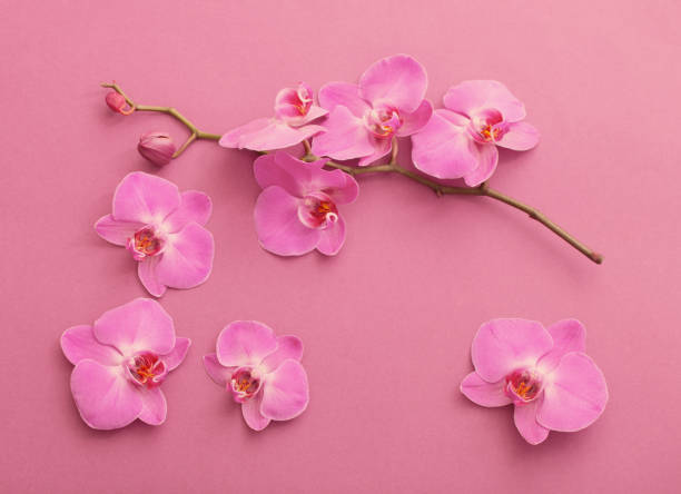 istock the beautiful orchid flowers 991204132