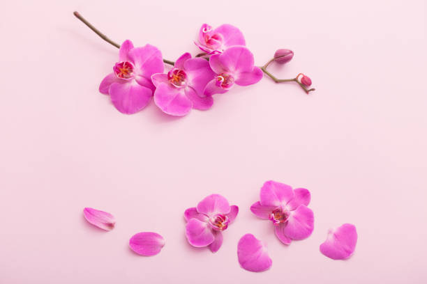 istock the beautiful orchid flowers 991204174