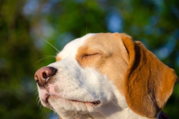 istock Dreamy thoughtful beagle puppy with its eyes closed 991205848