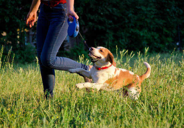 Cute playful beagle puppy running next to its owner Cute playful beagle puppy running next to its owner and pulling its leash with its teeth retractable photos stock pictures, royalty-free photos & images