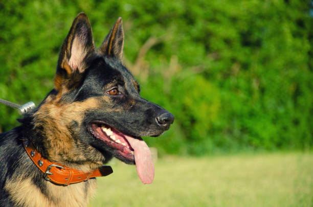 istock German shepherd walking outdoors 991206640