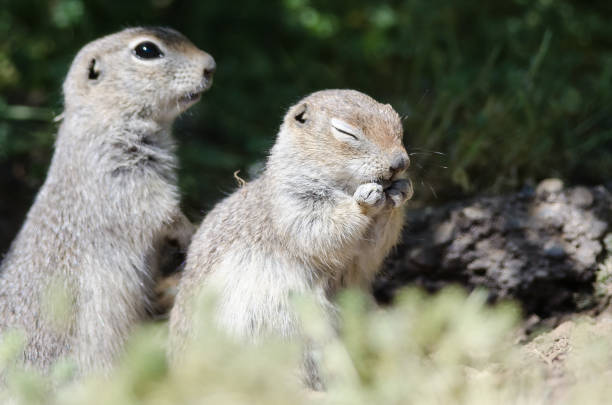 istock Adorable Little Ground Squirrel Rubbing His Face 991214408