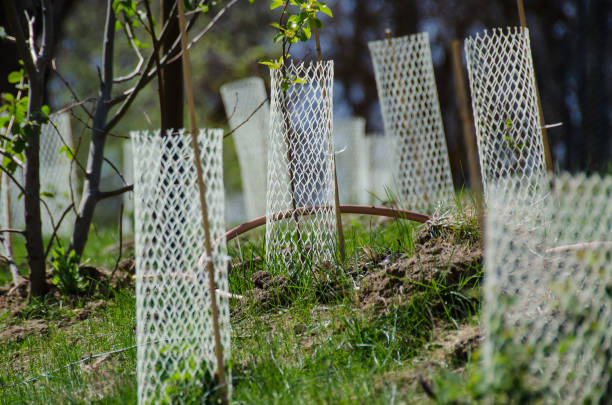 istock Garden Filled with Seedlings Protected by White Plastic Mesh Protector Tubes 991214680