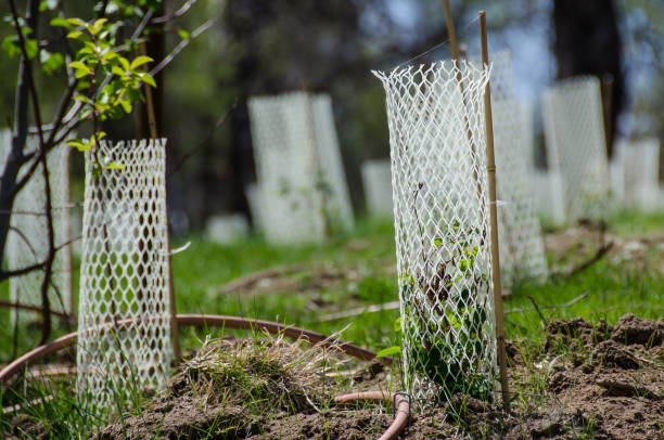 istock Garden Filled with Seedlings Protected by White Plastic Mesh Protector Tubes 991214714
