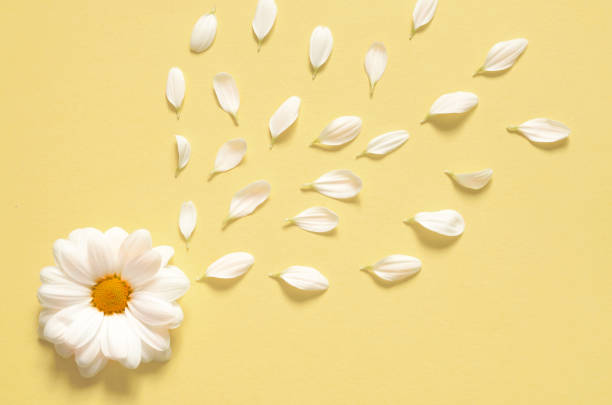 istock Spring or summer background with copy space for text. Chamomiles white flower with yellow heart. Top view. 991215224