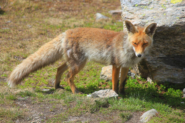 istock fox near the stone in the forest 991218928