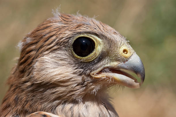 istock Lesser kestrel, breeding, Falco naumanni 991219094