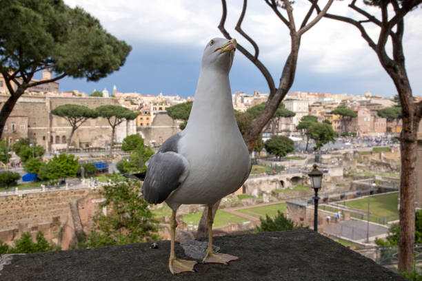 istock The Roman forum with intruder 991220498
