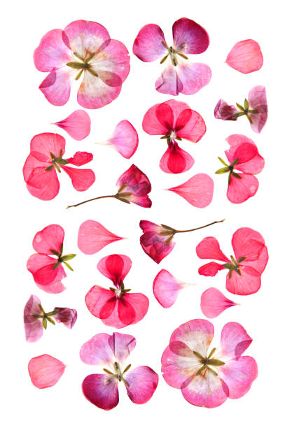 istock Pressed multicolour geranium set perspective. Dry delicate  isolated flowers and petals of pelargonium 991221750