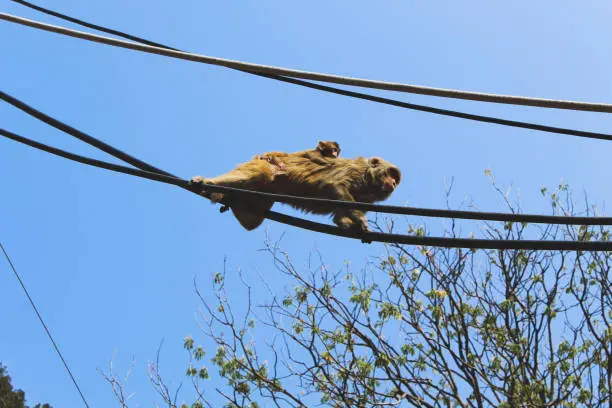 Mother monkey carrying her child across the electric cables.
