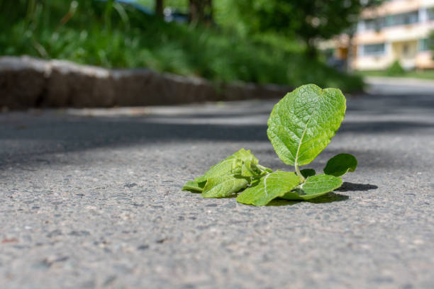 istock weed on a street 991241112