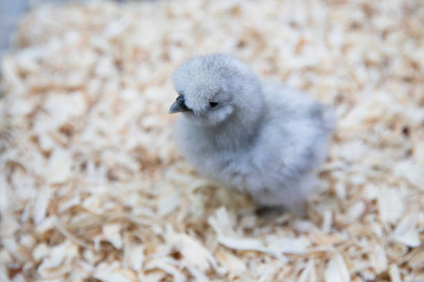 cute silkie chick in covata - brooder foto e immagini stock