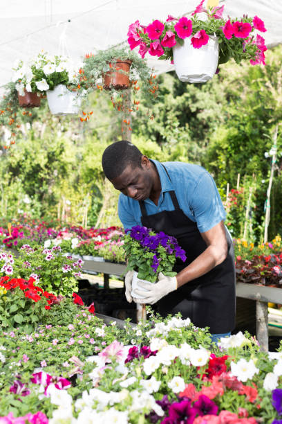 istock Man arranging flowers in glasshouse 991250592