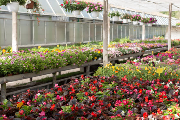 istock Flowering plants in hothouse 991250870