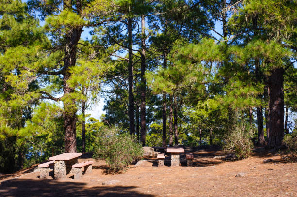 istock Tamadaba Forest Park , Gran Canaria 991251012