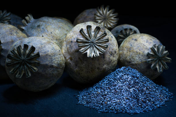 cápsula de la amapola con semillas - papaver somniferum- - papaver somniferum de adormidera fotografías e imágenes de stock