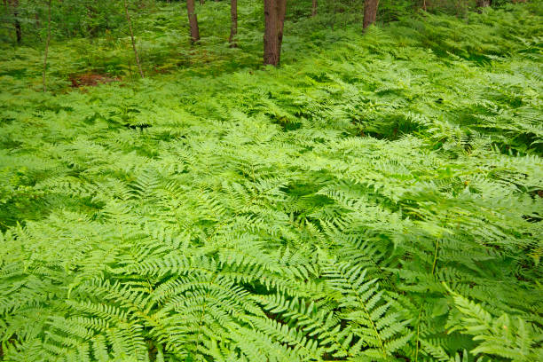 istock Eagle ferns (Pteridium aquilinum) foliage in a forest 991261976