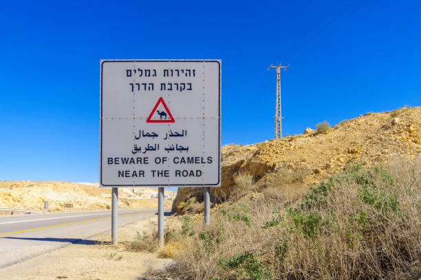istock Warning sign, beware of camels 991264354