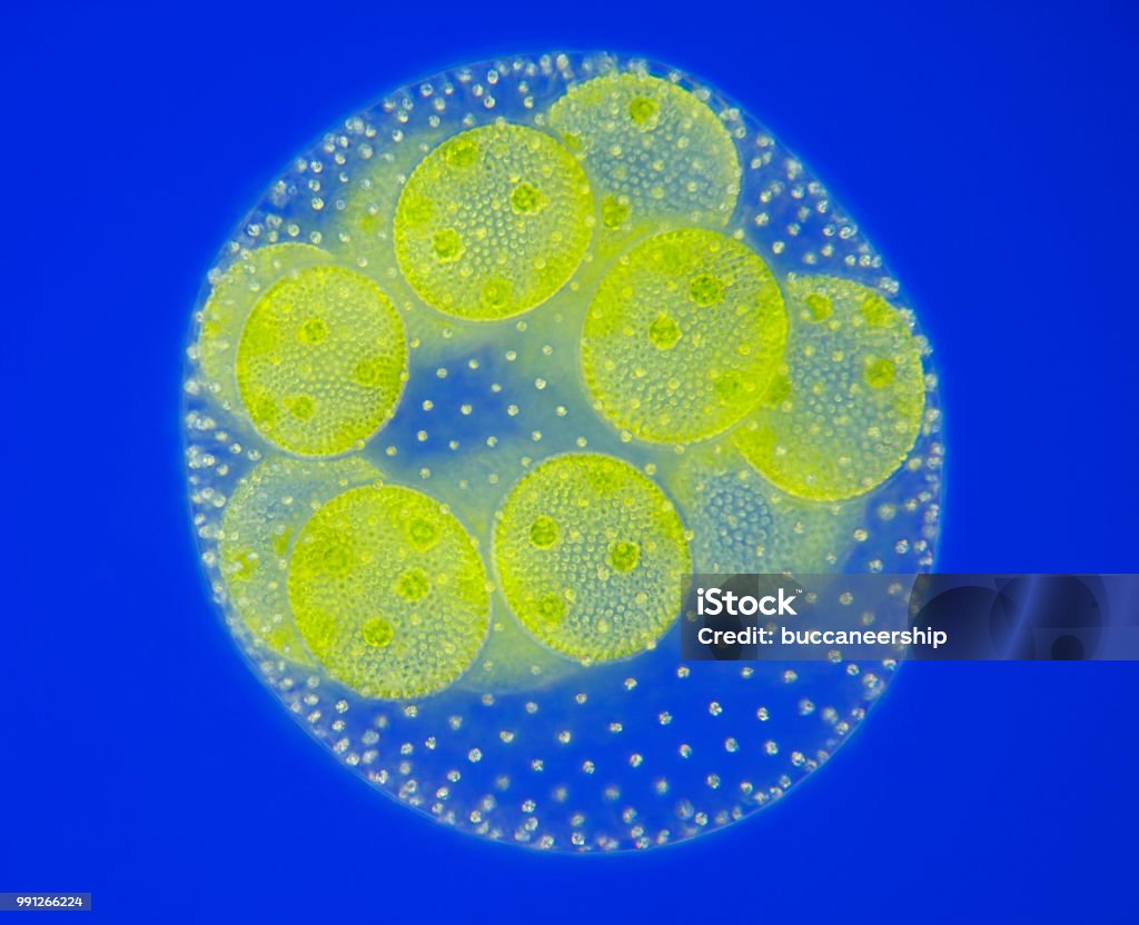 Spherical colony of freshwater green algae (Volvox) Spherical colony of freshwater green algae (Volvox). Microscopic view, Rheinberg illumination. Magnification Stock Photo