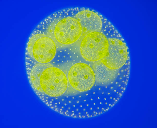 Spherical colony of freshwater green algae (Volvox) Spherical colony of freshwater green algae (Volvox). Microscopic view, Rheinberg illumination. rheinberg illumination stock pictures, royalty-free photos & images