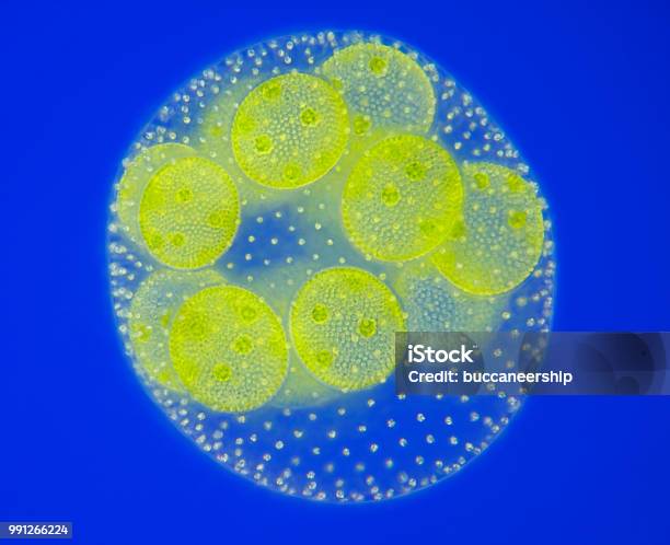 Spherical Colony Of Freshwater Green Algae Stock Photo - Download Image Now