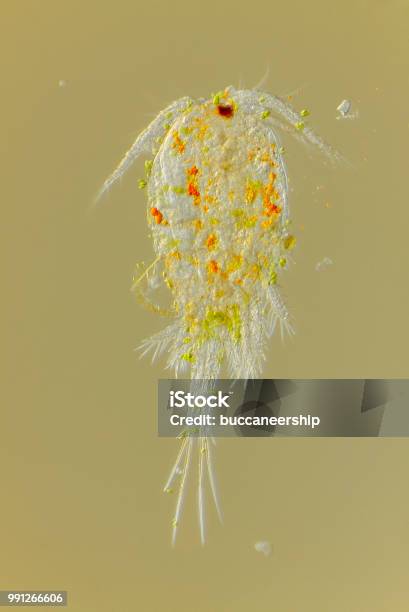 Microscopic View Of Freshwater Copepod Stock Photo - Download Image Now - Copepod, Animal, Aquatic Organism