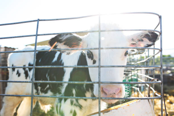 istock Little Holstein Calf On a Dairy Farm 991274300