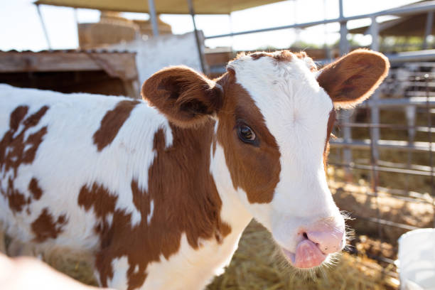Cute little Holstein calf licking it's nose.