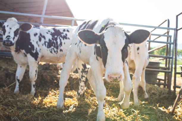 istock Curious Holstein Calf On a Dairy Farm 991274376