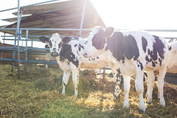 istock Young Holstein Heifers On a Dairy Farm 991274408
