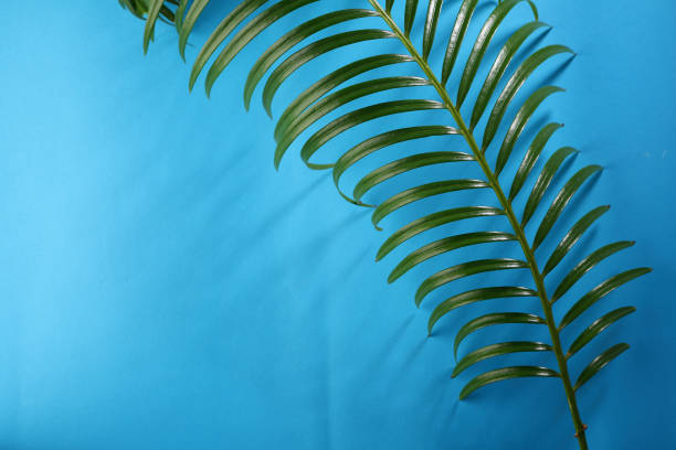 tropical leaf on blue, background - 18812 imagens e fotografias de stock