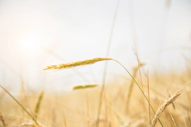 istock Wheat Beards.Wheat field morning sunrise and yellow sunshine 991289936