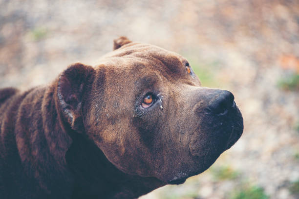 istock old Black French Bulldog 991308096