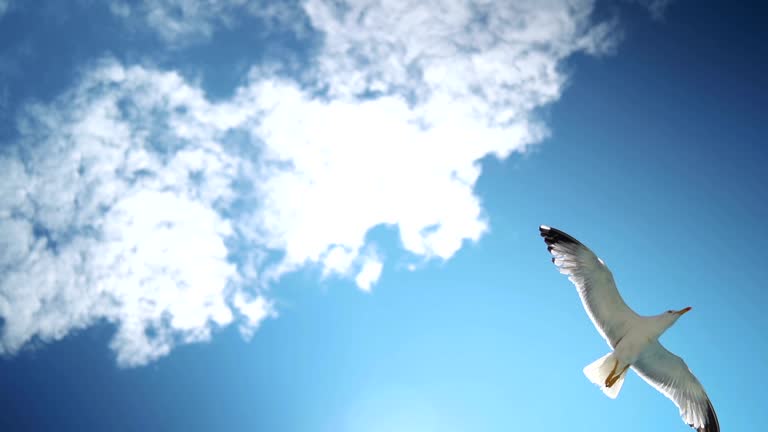 Beautiful seagulls flying in the sky