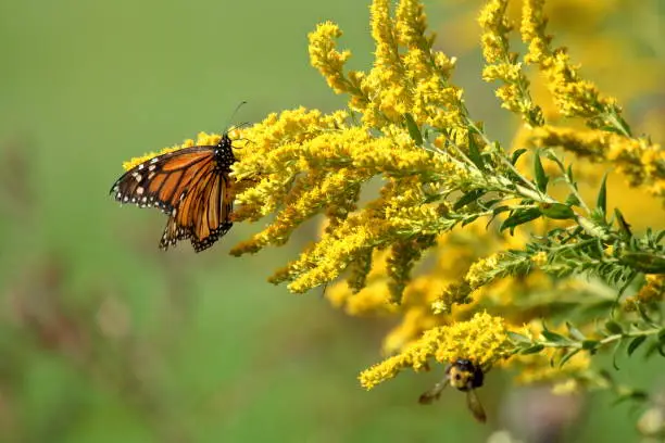 A travel worn Monarch Butterfly feeds on full bloomed Goldenrod on a warm autumn morning.