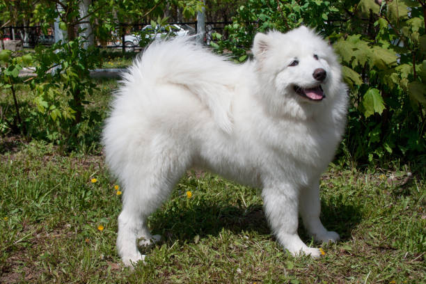 istock Samoyed is standing on a green meadow. Nenetskaya laika or sledge dog. 991334602
