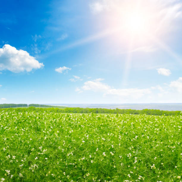istock Green pea field and sunrise in the blue sky. 991336902