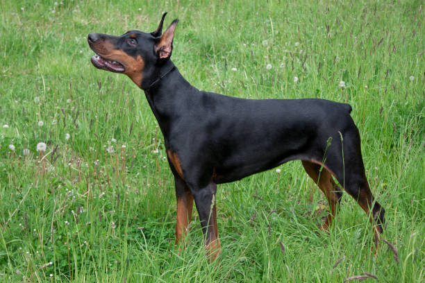 istock Cute doberman pinscher is standing on a green meadow. 991342072