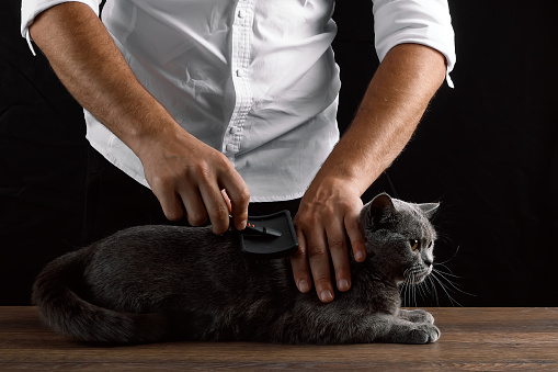 A man scratches a wool gray Scottish cat. The concept of caring for animals, pets, molting.