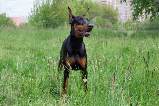 istock Cute doberman pinscher is standing on a green grass. 991342288