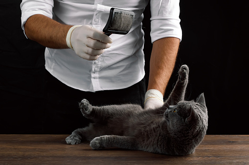 A man scratches a wool gray Scottish cat. The concept of caring for animals, pets, molting.