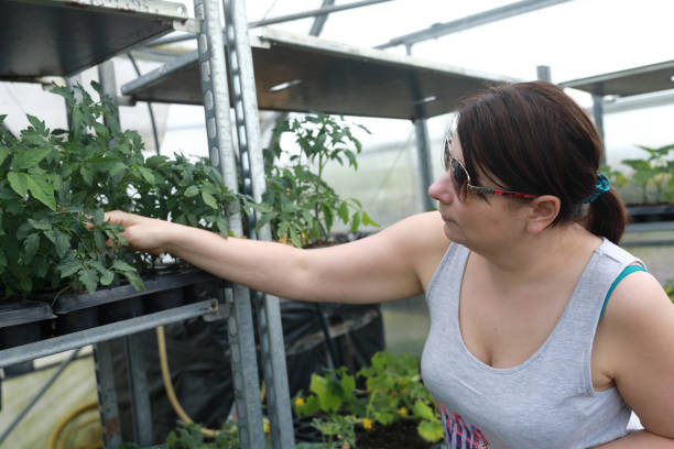 istock Woman touching seedlings 991362558