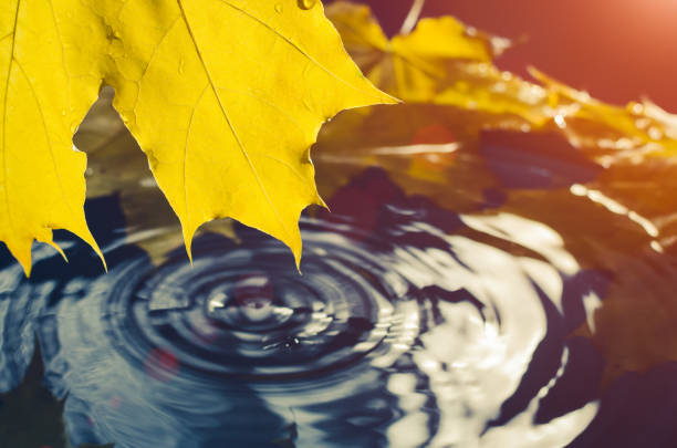 istock Yellow maple leaf and a drop of water in the sunlight. Toned 991362786
